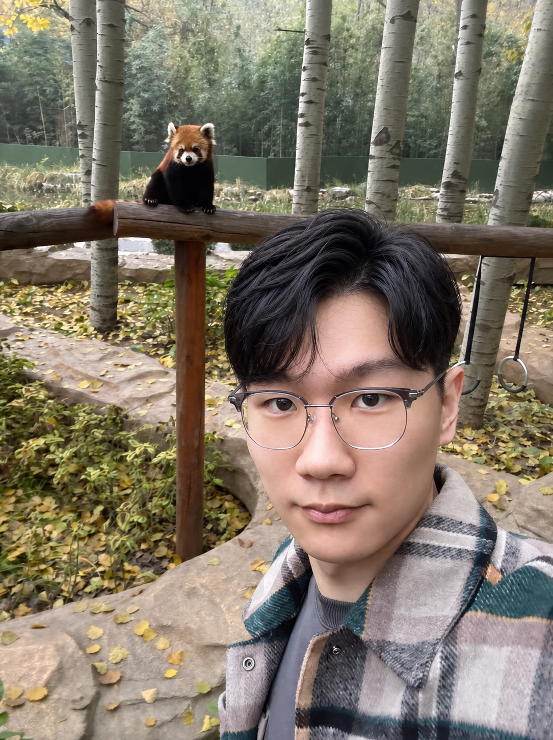 张文天与小熊猫的秋日合影