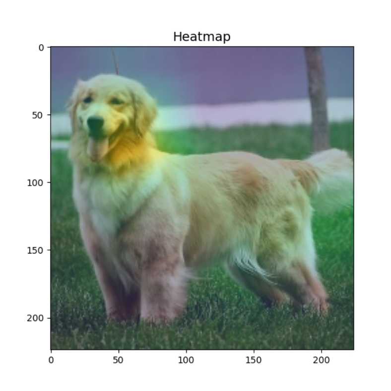 ResNet50 对金毛犬图像生成的 Grad-CAM 热力图